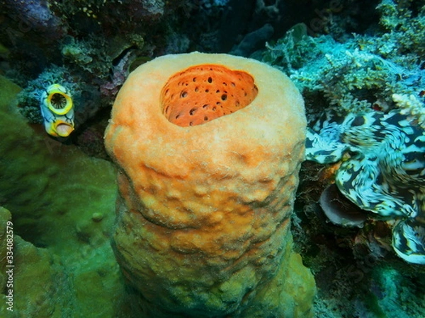 Fototapeta The amazing and mysterious underwater world of Indonesia, North Sulawesi, Manado, sea sponge
