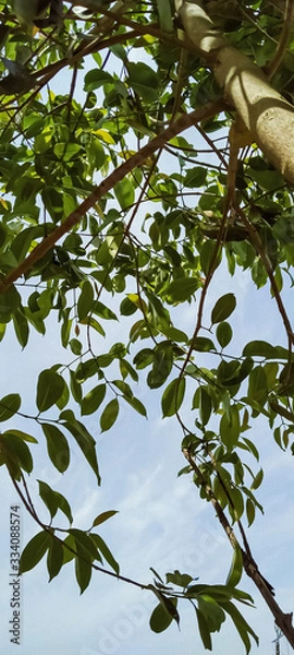 Obraz green mango tree in garden