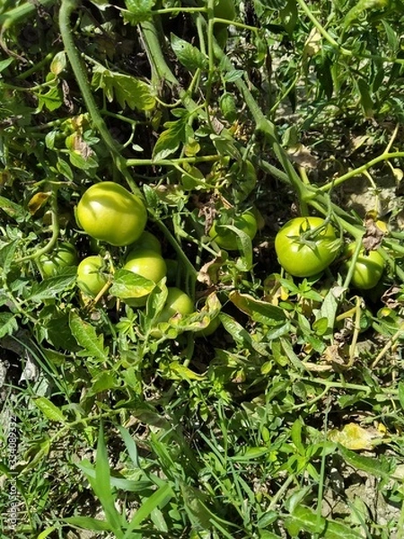 Obraz green tomato in the tree