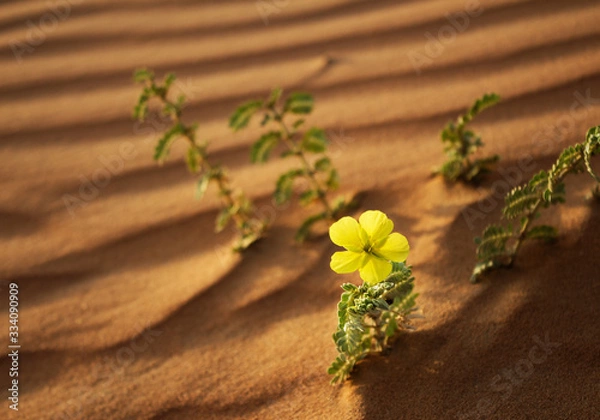Obraz Desert Flowers