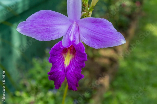 Obraz Orchid Flower
