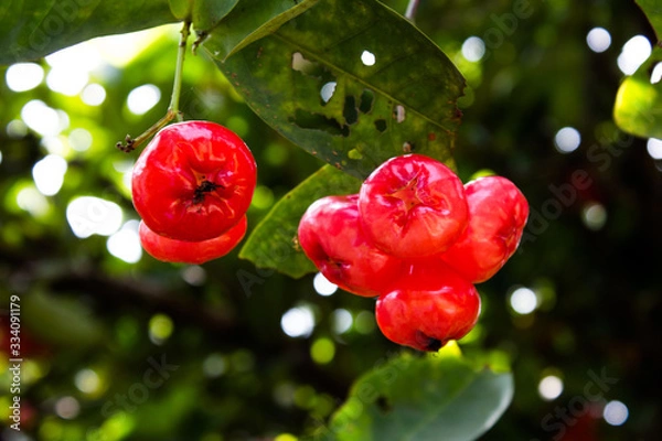 Obraz Sri Lankan Local Fruit