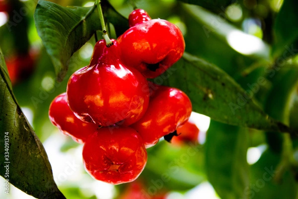 Obraz Sri Lankan Local Fruit 001