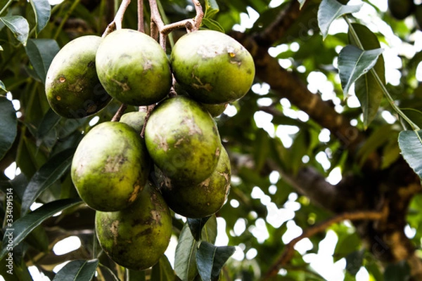 Obraz Local Fruit 001