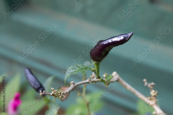 Obraz Black Chilli