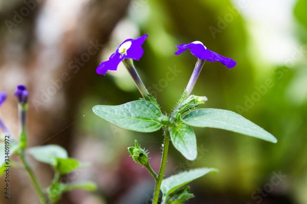 Obraz Local Flower 002