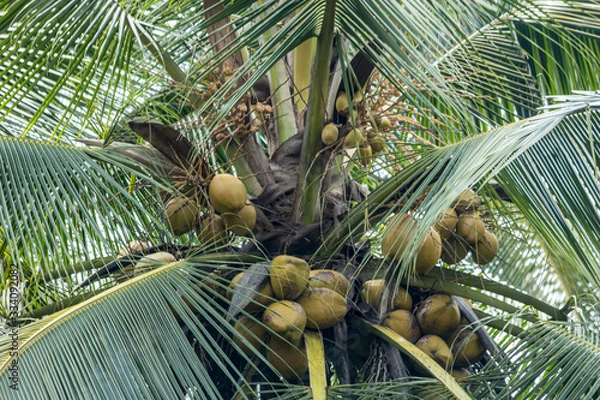 Obraz Sri Lankan Coconut