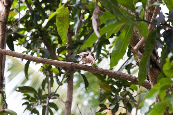 Obraz Bird Sri Lanka
