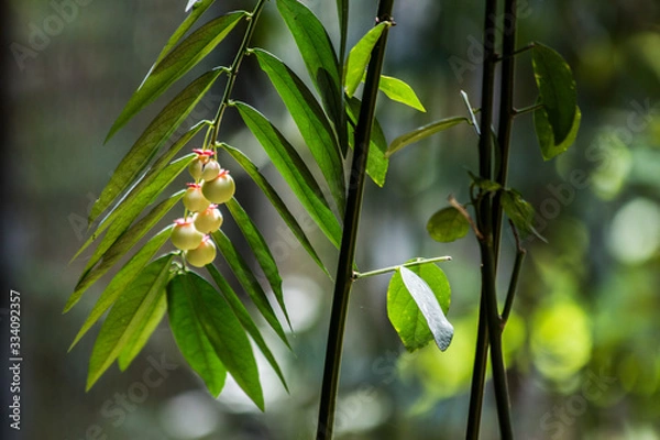Obraz Local Fruit 003