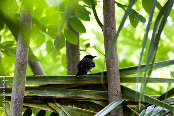 Obraz Local Bird 004