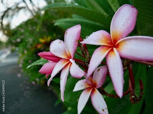 Fototapeta 雨に濡れたプルメリア