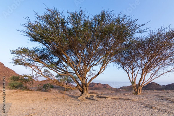 Obraz Desert Trees