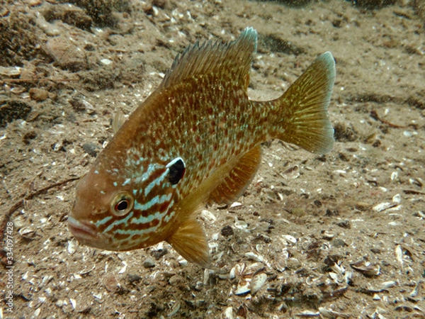 Fototapeta Sonnenbarsch 