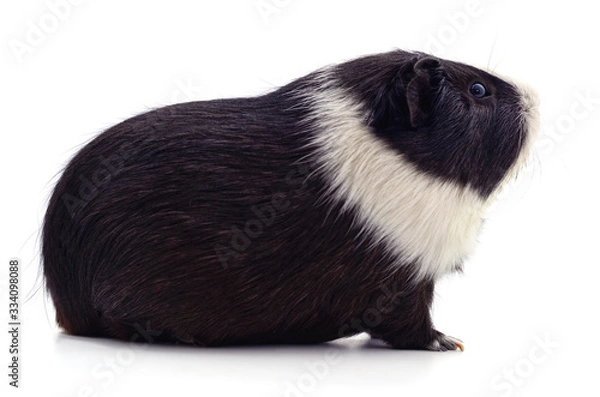 Fototapeta One guinea pig.