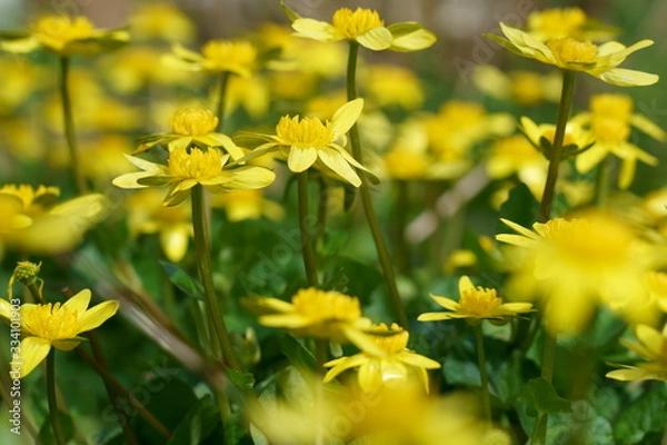 Fototapeta 立金花の黄色い花が咲く