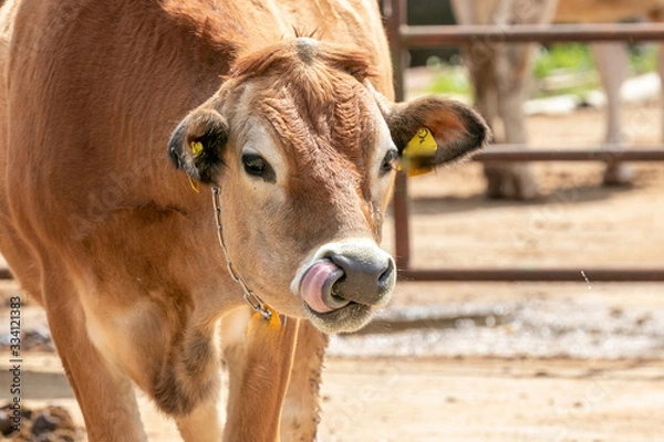 Obraz 牧場の牛　千葉県成田市　日本