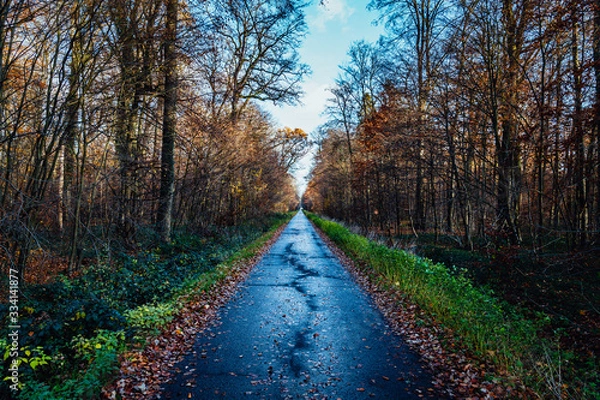 Obraz Straße im Wald