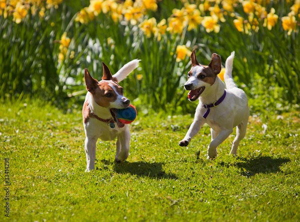Obraz Jack Russell terriers playing fetch
