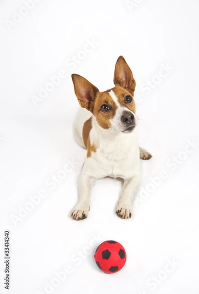 Fototapeta Jack Russell terrier wants to play ball