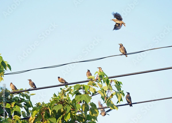 Obraz ムクドリの群れ