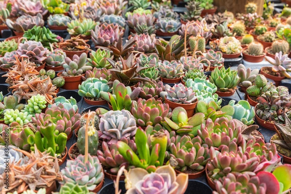 Fototapeta Small pots with different succulents