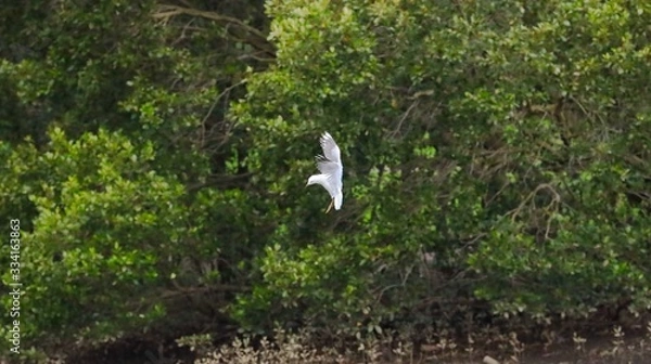 Fototapeta Seagull in full flight over a wildlife reserve in Sydney Australia surrounded by lush green trees with nice blue skies a river and mangroves