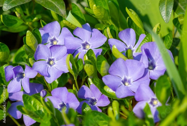 Obraz Blooming periwinkle flowers
