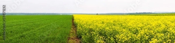 Fototapeta Yellow colza field and green wheat field separated by path in the morning in the fog at sunrise landscape. Wide panorama