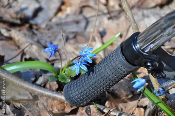 Obraz Bicycle handlebar and snowdrop