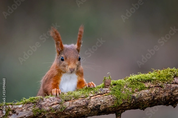 Obraz Neugieriges Eichhörnchen