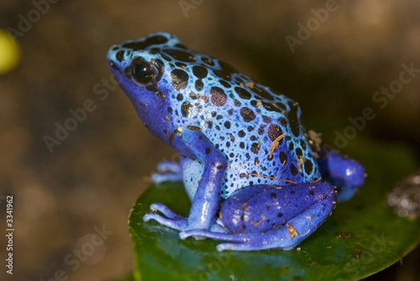 Obraz grenouille bleu