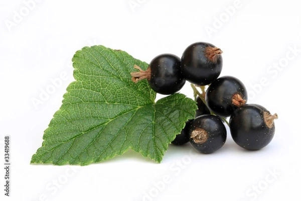 Fototapeta Baies de cassis