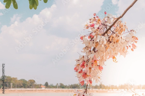 Obraz cherry tree blossom in spring