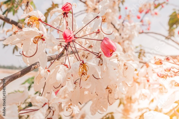 Obraz flowers on a white background