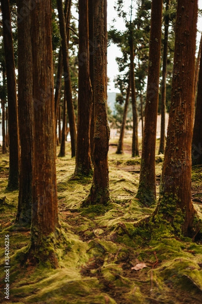 Obraz morning forrest