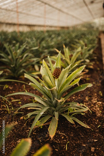 Obraz Pineapple plant