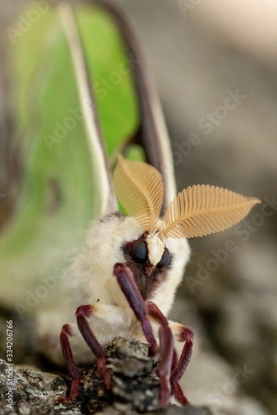Fototapeta Luna moth winged imago in transition