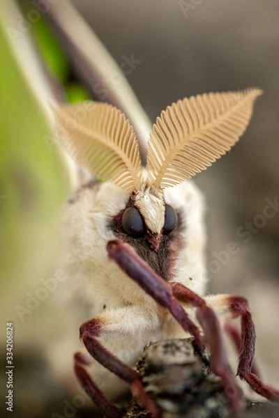 Obraz Luna ćma skrzydlata imago w okresie przejściowym
