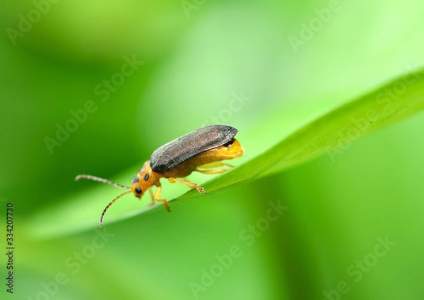 Obraz Macro photography firefly