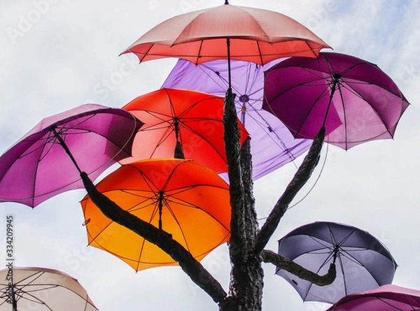 Obraz umbrellas in a tree