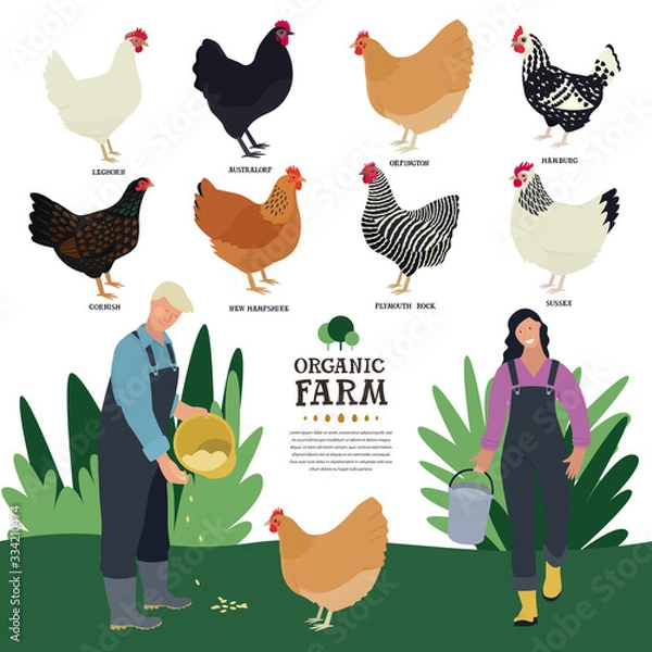 Fototapeta Set of eight breeds of domestic chicken Flat vector illustration of two farmers working on a farm Poultry farming