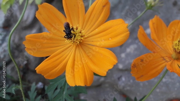 Obraz flower in garden