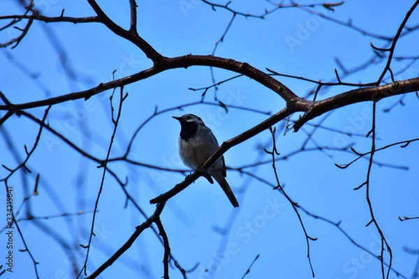 Fototapeta Sitting bird Tit on a branch against a blue sky