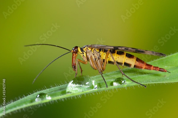 Fototapeta Weibchen einer Gemeinen Skorpionsfliege sitzt auf Gras