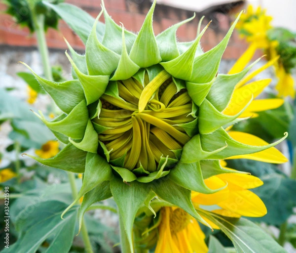 Fototapeta Sunflower