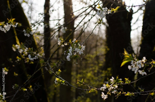 Obraz White blossom in early spring