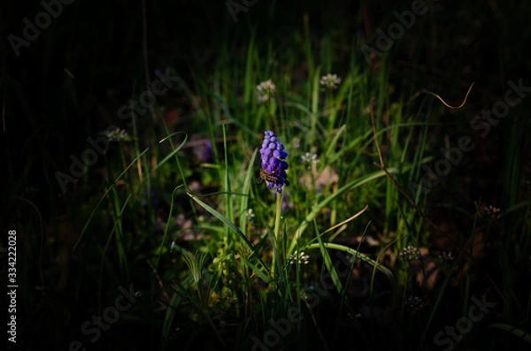 Fototapeta First bee collecting pollen in early spring