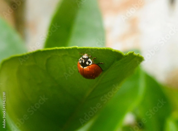 Fototapeta Ladybug