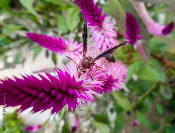 Fototapeta Bumblebee