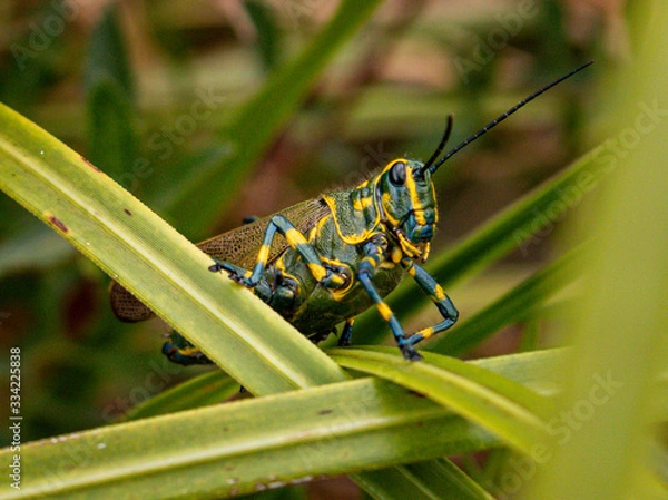 Fototapeta Grasshopper